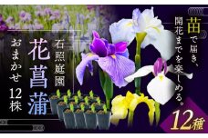 【4月〜11月発送】花しょうぶ（ジャパン アイリス）の苗 おまかせ12株 島根県雲南市/石照庭園 [AIAC002]