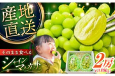 【2025年先行予約】【8月初旬頃から順次発送】皮ごと食べれる！シャインマスカット 2房 約800g 島根県雲南市/池田ぶどう農園　 [AIAA002]