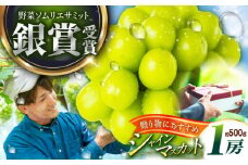 【2025年先行予約】【数量限定】【贈答用】旬の味わいを産地直送で！シャインマスカット 1房（約500g）秀品・化粧箱入り 島根県雲南市/ギアファーム [AIAB003]