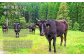 子牛から成牛まで一貫して育て上げる飼育法は、飼育頭数が限られるため、奥出雲和牛の生産数を希少なものとしています。