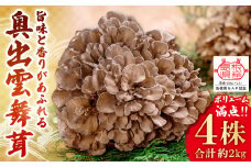 肉厚でジューシー！ボリュームたっぷり！旨味と香りがあふれる奥出雲舞茸4株（約2ｋｇ）【舞茸 まいたけ きのこ 野菜 丸ごと 4株 約2kg 国産 無農薬 安全 安心 食物繊維 健康 産地直送 プレゼント ギフト 贈り物】