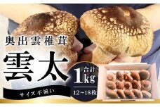 奥出雲椎茸「雲太」不揃い 1kg【椎茸 生しいたけ 12枚 15枚 18枚 肉厚 収穫直後 新鮮 菌床栽培 国産 きのこ キノコ 野菜 料理 食品 プレゼント 贈り物 ギフト】