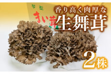 琴引舞茸まるごと２株！約400ｇ×２株【 きのこ キノコ 舞茸 まいたけ 完全無農薬 贈答用  Ａ-93 】