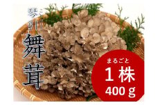 琴引舞茸１株 約400ｇ【生舞茸 きのこ キノコ まいたけ マイタケ 舞茸 無農薬 肉厚 天ぷら 炊き込みご飯　プリプリ Ａ-98】