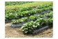 農薬、化学肥料不使用。安心安全なさつま芋です。