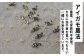アイガモとともに作る、無農薬で安心安全なお米です