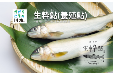 080058【一級河川・江の川の恵み・島根県産】生粋鮎（養殖鮎）800ｇ