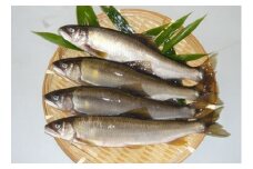 080299【一級河川・江の川の恵み・島根県産】天然鮎約800ｇ