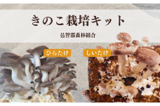 300326【きのこ栽培キット】菌床ブロックセット(しいたけ・ひらたけ)
