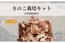 300327【きのこ栽培キット】菌床ブロックセット(しいたけ)