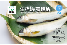 080340【一級河川・江の川の恵み・島根県産】生粋鮎（養殖鮎）・冷凍　800ｇ