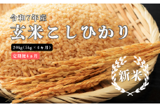 150268【令和7年産／お米定期便／4ヵ月】しまね川本 玄米 こしひかり5kg (計20kg）