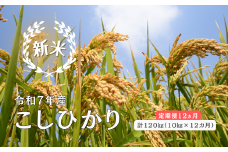 150266【令和7年産／お米定期便／12ヵ月】しまね川本 こしひかり 10kg (計120kg）