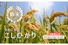150265【令和7年産／お米定期便／6ヵ月】しまね川本 こしひかり 10kg (計60kg）