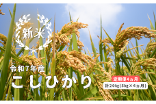 150259【令和7年産／お米定期便／4ヵ月】しまね川本 こしひかり 5kg (計20kg）