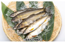 【一級河川・江の川の恵み】島根県産 天然鮎 約800g【10尾前後 魚介類 魚 川魚 あゆ アユ 天然 高鮮度 冷蔵 期間限定 季節限定 数量限定】