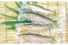 【一級河川・江の川の恵み】島根県産　天然冷凍鮎　約800g【魚介類 魚 川魚 あゆ アユ 天然 冷凍あゆ 高鮮度 冷凍 小分け 便利】