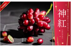 【先行予約】島根県限定！幻のぶどう“神紅(しんく)” 糖度20度以上！1房（450g以上）