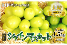 新鮮フルーツ シャインマスカット 1.5kg 果物 くだもの ご家庭用【9月中旬からお届け】