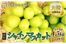新鮮フルーツ シャインマスカット 1.5kg 果物 くだもの ご家庭用【9月中旬からお届け】