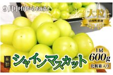 新鮮フルーツ シャインマスカット 1房 600g 果物 くだもの 化粧箱入り【9月中旬からお届け】