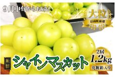 新鮮フルーツ シャインマスカット 1.2kg 果物 くだもの 化粧箱入り【9月中旬からお届け】