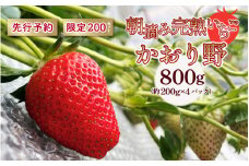 【先行予約】いちご かおり野 合計800ｇ（約200ｇ×4パック） 果物 フルーツ 【2025年1月中旬から順次発送】