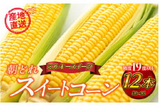 糖度19度以上朝どれスイートコーン「ミルキースイーツ」12本（2L～3L）