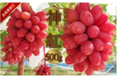 島根県限定！幻のぶどう　”神紅（しんく）” 1房　500ｇ 