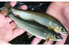 ＜CAS冷凍＞スイカの香りと美味しさを閉じ込めた清流・高津川の天然鮎3尾/袋×3(約450g)【1209578】