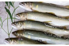 ＜天然もの＞清流・高津川上流で捕れた天然あゆ(冷凍500g・5～10尾程度)【1209707】