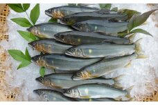 ＜天然もの＞清流・高津川上流で捕れた天然あゆ(冷凍1200g・12～24尾程度)【1209708】