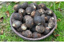 日本三大芋煮の里、津和野の大地で育てた泥付き里芋850g×2袋【1235627】