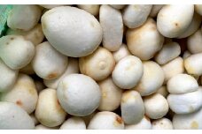 ねっとりと濃い味わいの里芋〈皮むき〉400g×3パック【1235626】