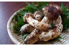 秋の味覚「天然の採れたてまつたけ」約200g【1149181】