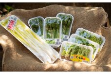 ＜1月末から4月下旬まで順次発送＞山菜Cセット(タラの芽・こごみ・うるい)3種14パック【1358951】