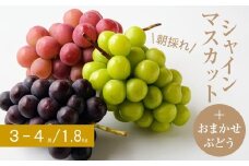 ＜2026年9月以降順次発送＞(朝採り)シャインマスカット+おまかせぶどう　計3～4房・約1.8kg【1361999】