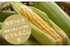 ＜2023年8月より順次発送＞＜数量限定＞糖度18度の朝採りとうもろこし「恵味」《黄》8本【1410938】