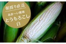 ＜7月上旬より順次発送＞＜数量限定＞糖度18度の朝採りとうもろこし「恵味」《白》8本【1410939】