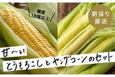 ＜7月上より順次発送＞＜数量限定＞糖度18度の朝採りとうもろこし6本+ヤングコーン500g【1410949】