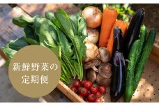 ＜発送月固定定期便＞2024年8月発送開始 季節の野菜詰め合わせセット全4回【4005232】