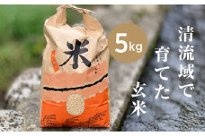 山間の清流を引き込んだ田んぼで作った「きぬむすめ玄米」5kg(令和6年)【1573255】