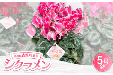 ＜お届け:11月下旬～12月＞シクラメン　5号鉢【1262736】