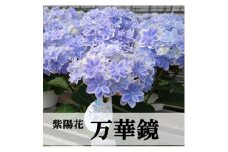 ＜お届け:2026年4月下旬より開始＞アジサイ「万華鏡」5号鉢【1395265】