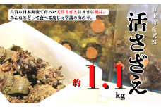 【8月下旬以降順次発送】島獲れ活さざえ約1.1kgセット  冷蔵便 サザエ 栄螺 貝 海鮮 BBQ さざえご飯 壺焼き 刺身 バーベキュー ギフト お中元 御中元