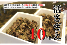 【8月下旬以降順次発送】島獲れ活さざえ10kgセット  冷蔵便 サザエ 栄螺 貝 海鮮 BBQ さざえご飯 壺焼き 刺身 バーベキュー ギフト お中元 御中元