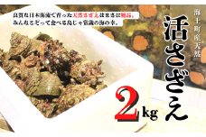 【8月下旬以降順次発送】島獲れ活さざえ2kgセット 日本海の離島の新鮮なさざえを約20匹お届けします! 冷蔵便 サザエ 栄螺 貝 海鮮 BBQ さざえご飯 壺焼き 刺身 バーベキュー ギフト お中元 御中元