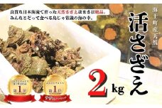 【10月以降順次発送】島獲れ活さざえ2kgセット 日本海の離島の新鮮なさざえを約20匹お届けします! 冷蔵便 サザエ 栄螺 貝 海鮮 BBQ さざえご飯 壺焼き 刺身 バーベキュー ギフト お中元 御中元