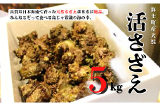 【8月下旬以降順次発送】島獲れ活さざえ5kgセット 日本海の離島の新鮮なさざえを約50匹お届けします! 冷蔵便 サザエ 栄螺 貝 海鮮 BBQ さざえご飯 壺焼き 刺身 バーベキュー ギフト お中元 御中元