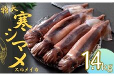 【寒シマメ 特大サイズ  まるごと4杯セット】  1.4kg〜1.6kg  いか イカ スルメイカ 朝どれ寒シマメ お歳暮
